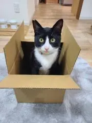 YOSの画像