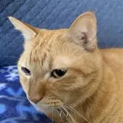 チャッピー