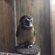 はちゆり