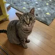 Haruuの画像
