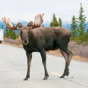 ヘラジカの画像