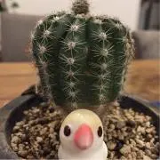 りきちゃんの画像