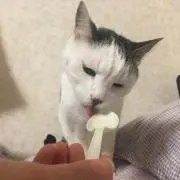 あるぱか
