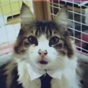 テンちゃんの画像