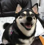 クララ