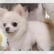 やっちの画像