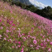 Aiの画像