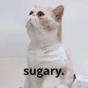 sugary☺︎の画像