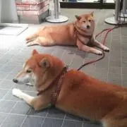 あぃあぃの画像