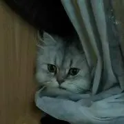 ユッケ