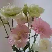 ミヨンの画像