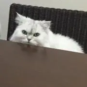 pal_cat