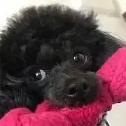 kakapeの画像