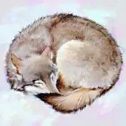 きのぴの画像