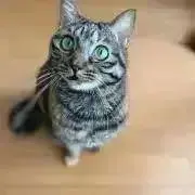 リサの画像