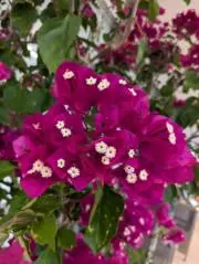 みみの画像