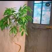 ライオンの画像