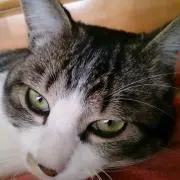 はなたろちゃん