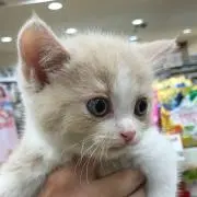 リラの画像
