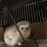 hedgehogsanの画像