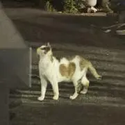 ちゃるめら