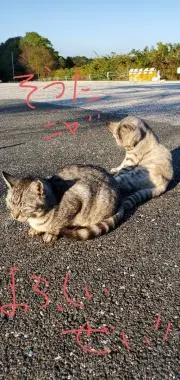 ここにゃん
