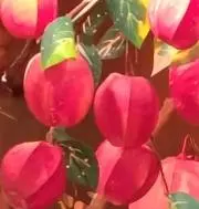 R_mmtの画像
