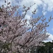 のんの画像