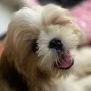 のんの画像