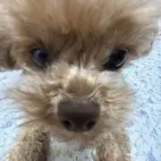 ゆたの画像