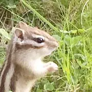 るな