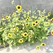 xxxx.hの画像