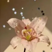 ベアの画像
