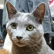 ぽちゃこ