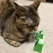 とわすこの画像