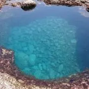 トラオの画像