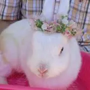 サクララの画像