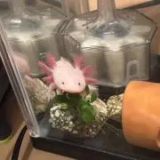 ウーパーウーパーの画像