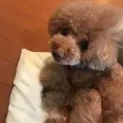 スピード発送！（プロフィール必読の画像