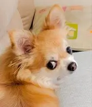 doobieの画像