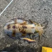 レッドモンスター
