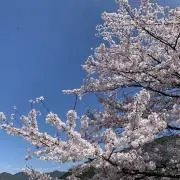 Nottiの画像