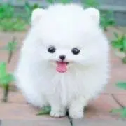 もふもふ
