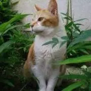 チャーミー★猫アクセサリー♪の画像