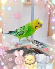 ことりちゃん