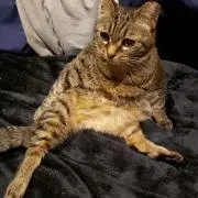 野良猫警備隊の画像