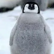 ペンギンの画像