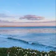 むぎの画像