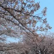 ニコママ