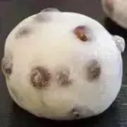 おもちの画像